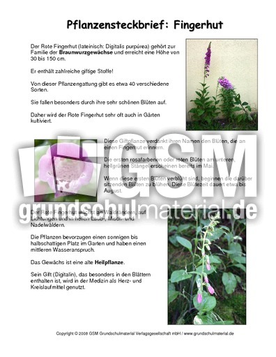 Steckbrief-Fingerhut.pdf